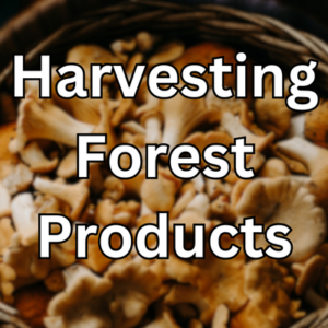 Forest Products, Mt. Hood Living, Mt. Hood Area Real Estate