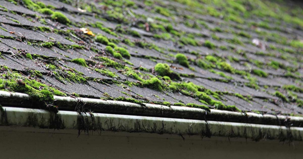 moss on roof mt hood